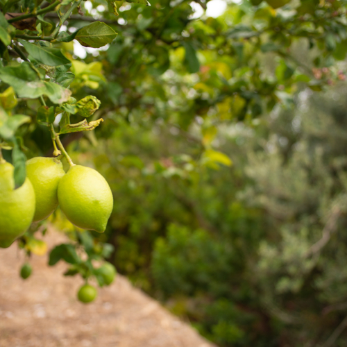 24 Atmo Zitrus small