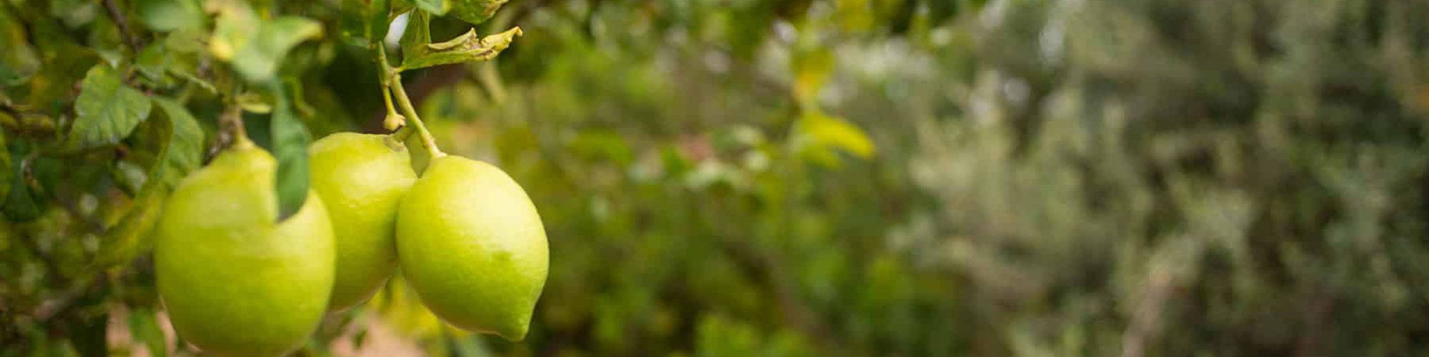 24 Atmo Zitrus small