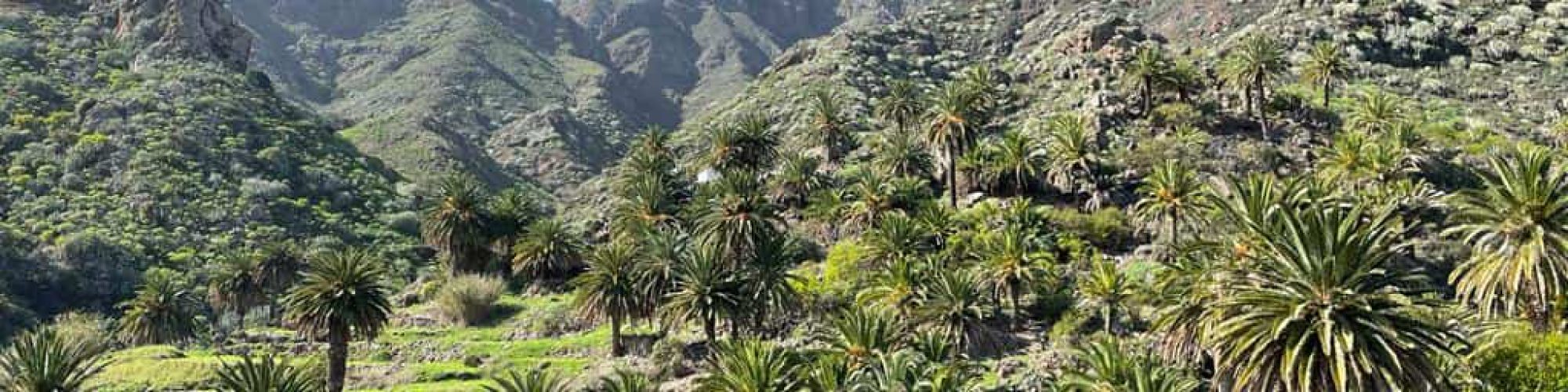 Teneriffa_Yoga_Ayurveda_Retreat013